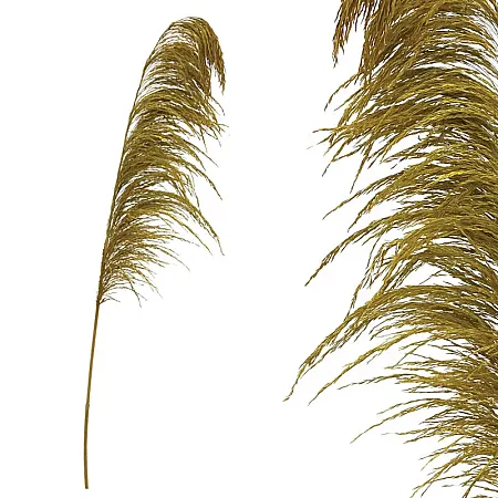 ΚΛΑΔΙ ΧΡΥΣΟ ΠΑΜΠΑΣ ΑΠΟΞΗΡΑΜΕΝΟ 1TMX Υ145~150cm,70~88cm ΤΟ ΑΝΘΟΣ-250/ΚΙΒ