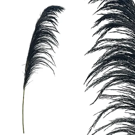 ΚΛΑΔΙ ΜΑΥΡΟ ΠΑΜΠΑΣ ΑΠΟΞΗΡΑΜΕΝΟ 1TMX Υ145~150cm,70~88cm ΤΟ ΑΝΘΟΣ-250/ΚΙΒ