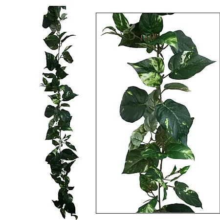 ΓΙΡΛΑΝΤΑ ΠΟΘΟΣ ΔΙΧΡΩΜΟΣ (122 ΦΥΛΛΑ) Y180cm. 12/72ΚΙΒ