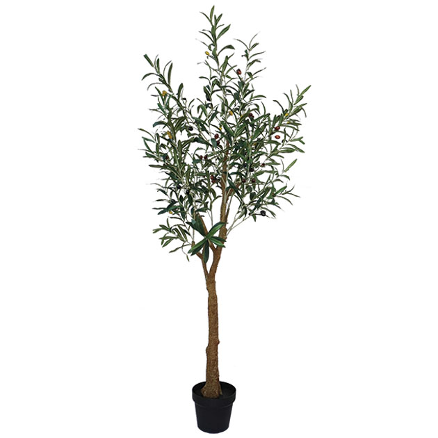 ΔΕΝΤΡΟ ΕΛΙΑΣ ΣΕ ΓΛΑΣΤΡΑ - Y155cm 2/ΚΙΒ